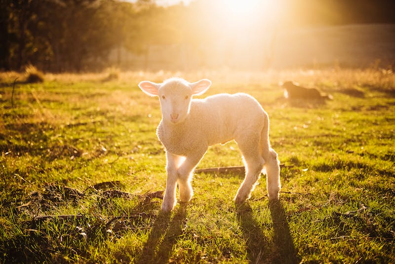 lambs as sacrificial animals