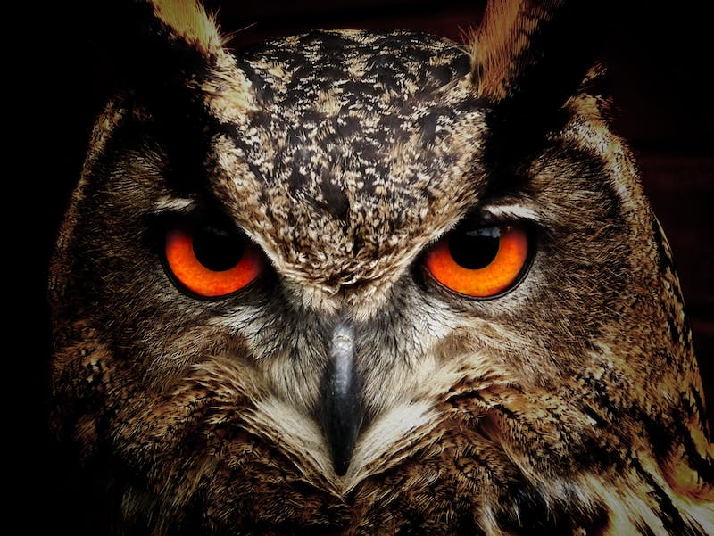 the owl as creepy symbol of death