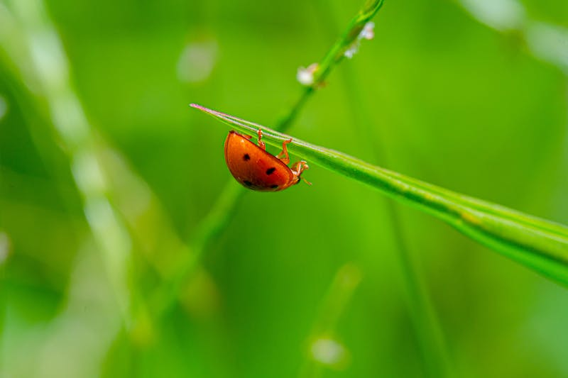 lady bugs as innocent simple creatures