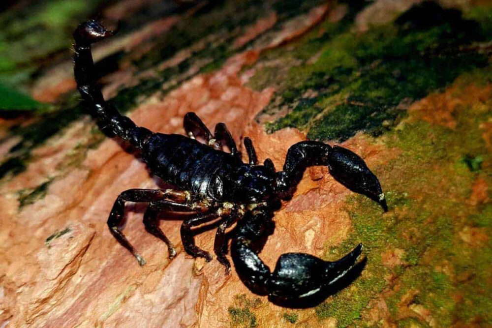 Scorpion Symbolism in Asian Culture