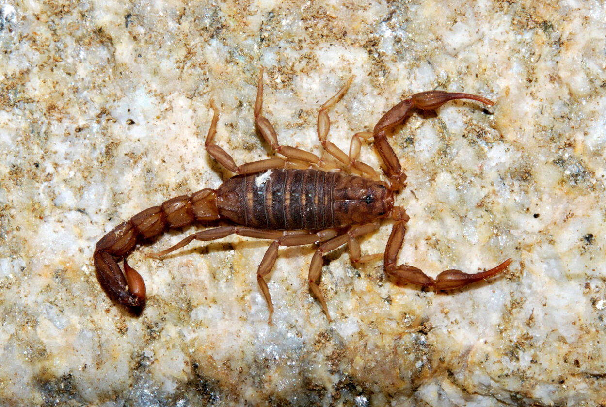 Scorpion symbolism across cultures and regions