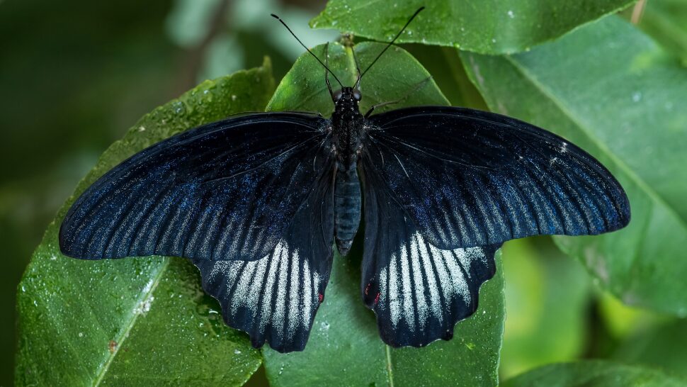 black butterfly as symbols of death