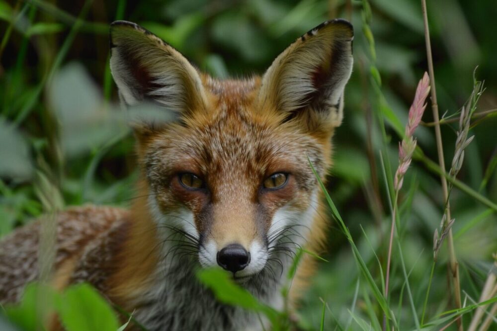 the fox as symbols of wisdom