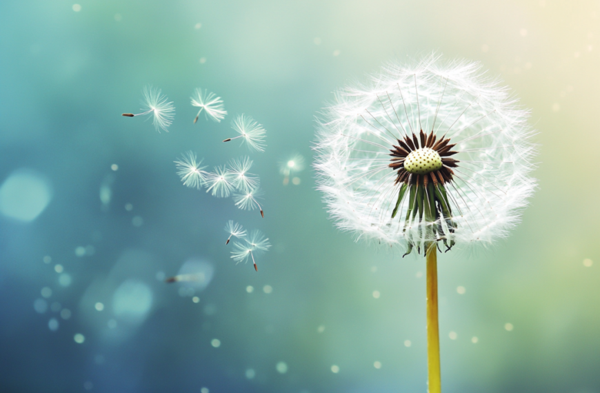 Dandelion Symbolism Across Cultures and History