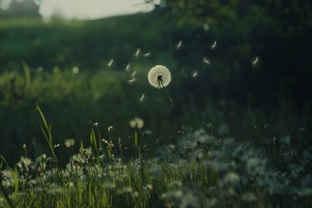 symbolism of dandelion flower